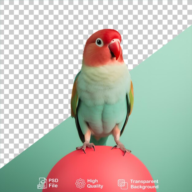 PSD 투명한 배경에 고립 된 다채로운 budgerigar는 png 파일을 포함합니다.