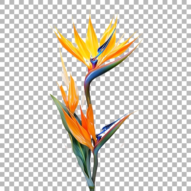 a colorful flower with the colors of the flower