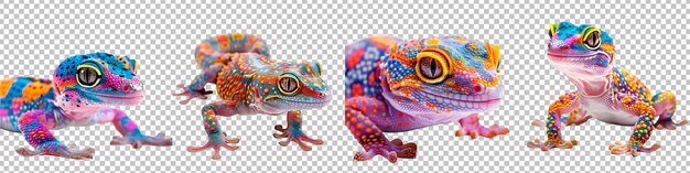 Colorful geckos isolated on transparent background