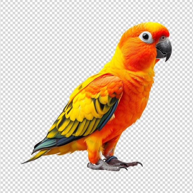PSD Красочный попугай изолированный на белом