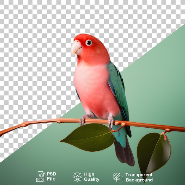 PSD pappagallo colorato isolato su sfondo trasparente include file png
