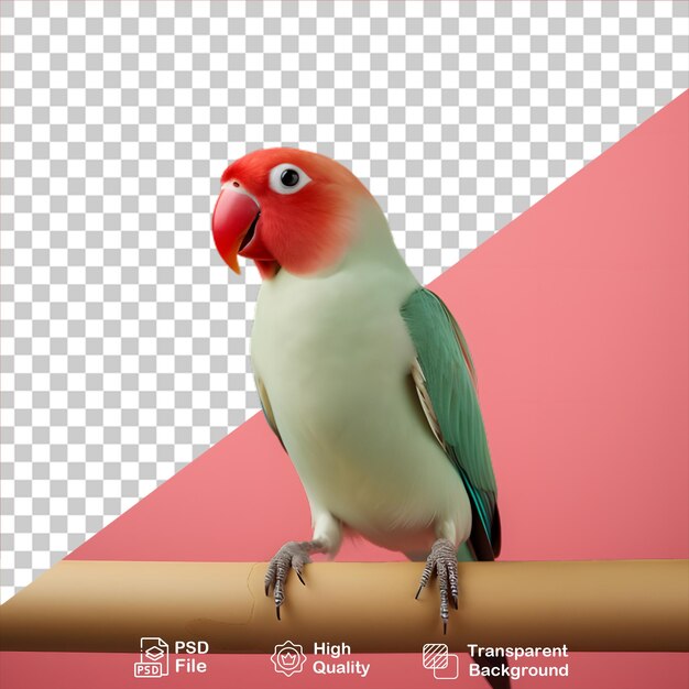 PSD colorful parrot isolated on transparent background include png file