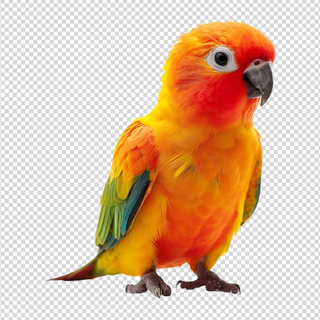 colorful parrot isolated on white