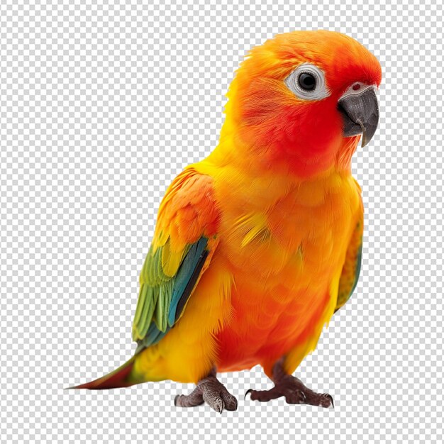 PSD colorful parrot isolated on white