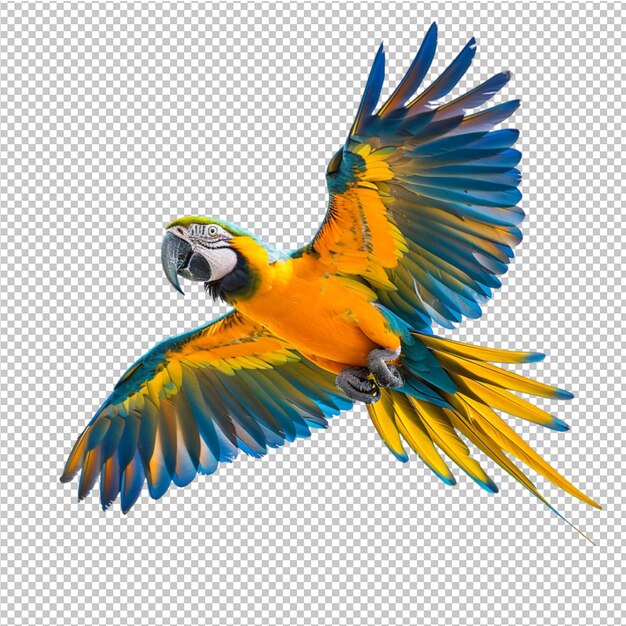 PSD colorful parrot macaw