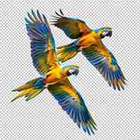 PSD colorful parrot macaw