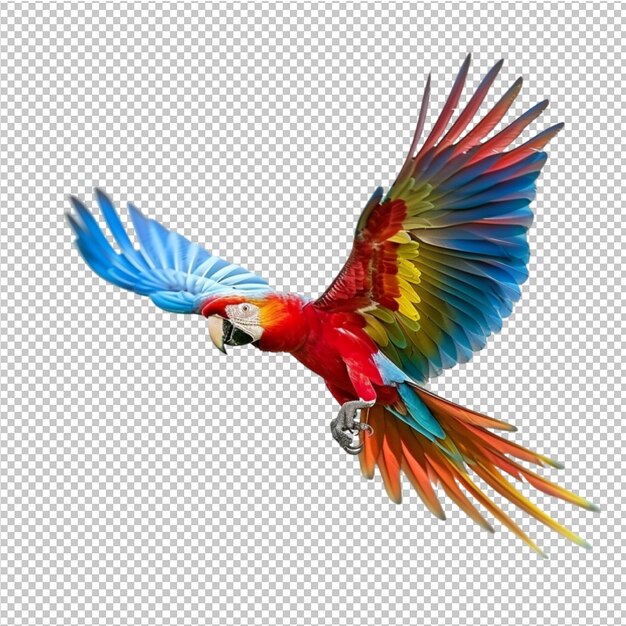 PSD colorful parrot macaw