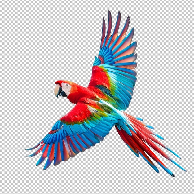 PSD Красочная папугая ара