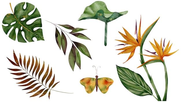 colorful tropical clipart featuring plants and butterflies for creative projects