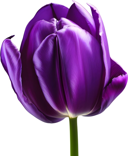 Colorful tulip flower aigenerated