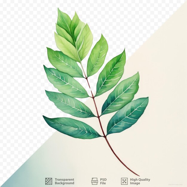 PSD colorful watercolor depiction of a green rowan leaf on transparent background