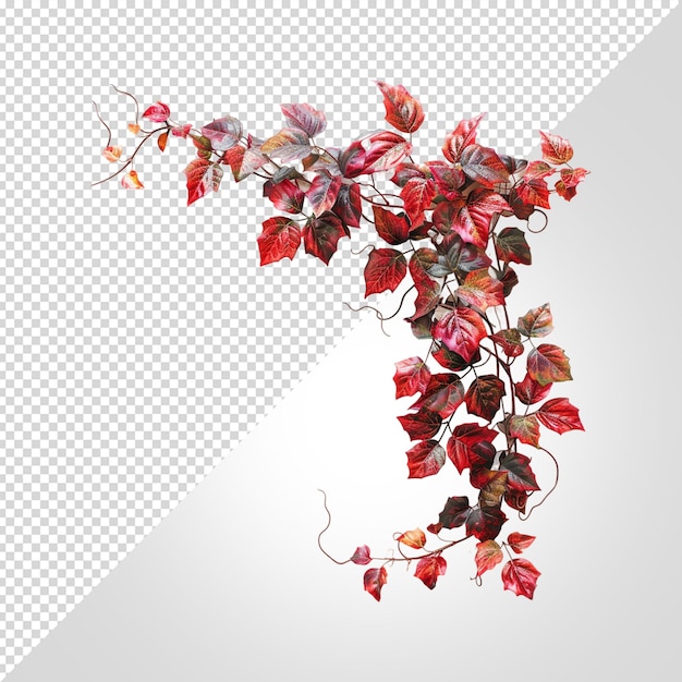 PSD colourful leaves png