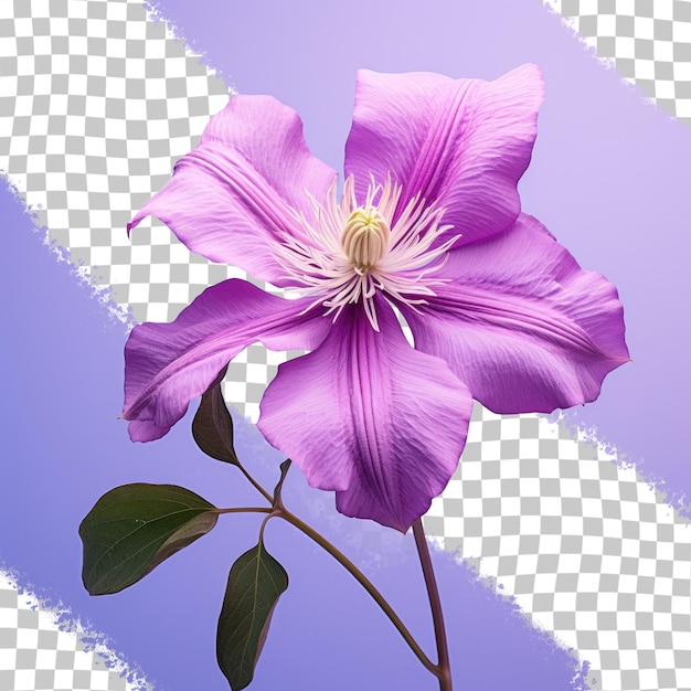 투명한 배경에 보라색 클레마티스 꽃의 화려한 사진