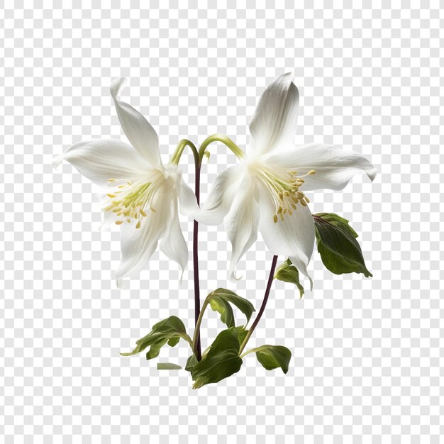 PSD columbine bloem png geïsoleerd op transparante achtergrond