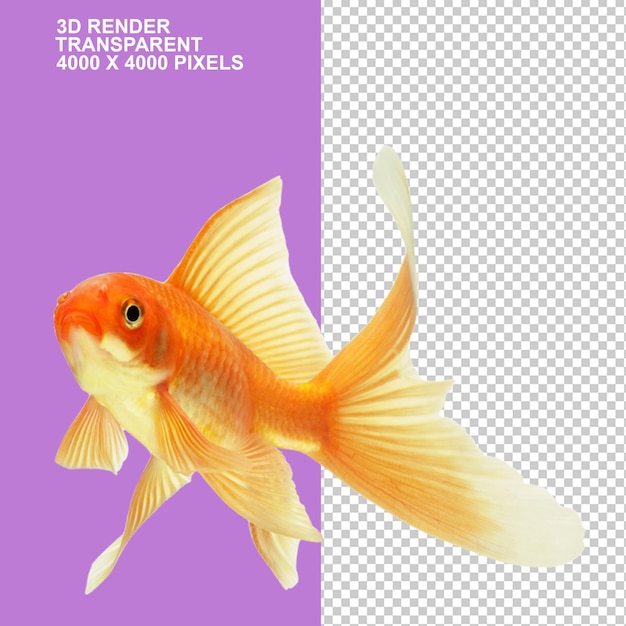 PSD comet koi common goldfish ryukin keeping goldfishfish animals petfishfish farming range