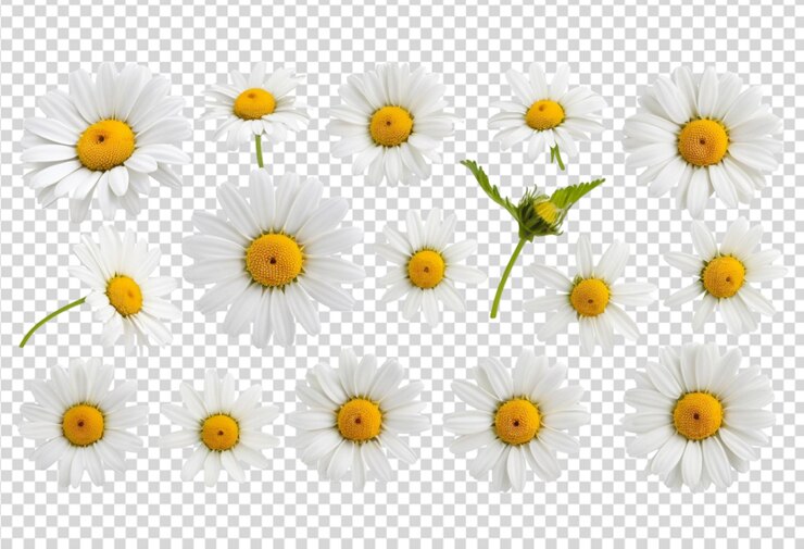 PSD common daisy blossom set