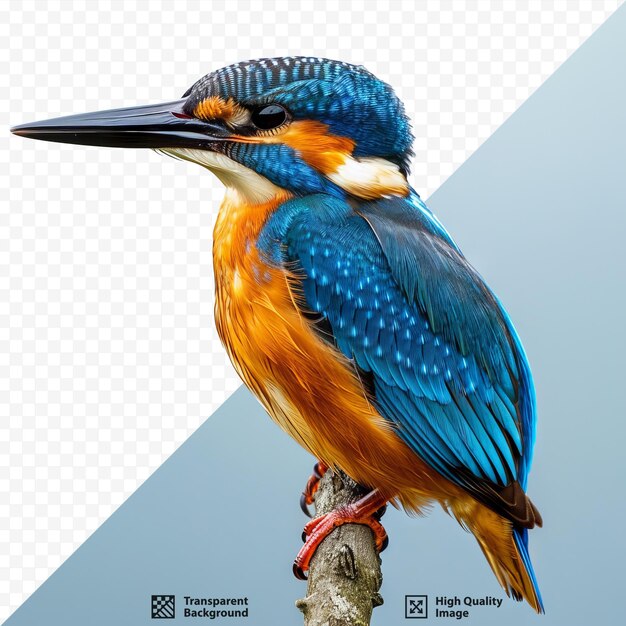 Common kingfisher