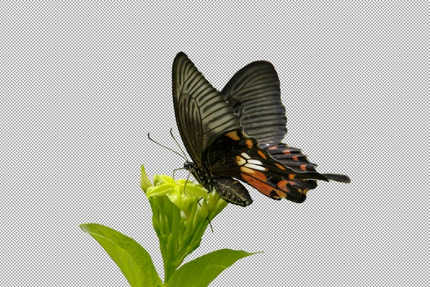 A Common Mormon Butterfly perched isolated on a transparent background