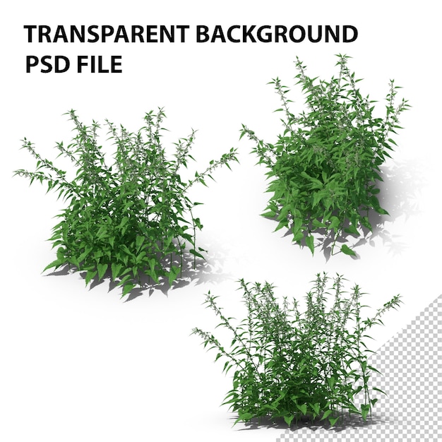 PSD common nettle grass png