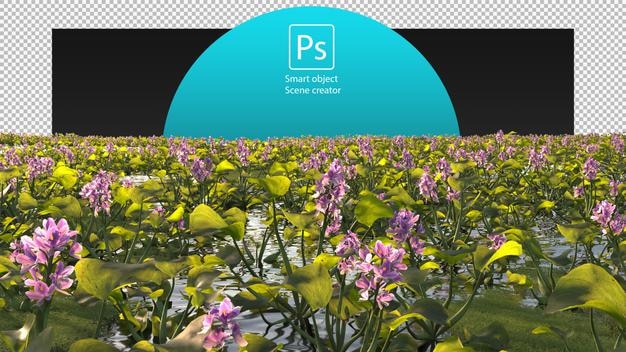 PSD common water hyacinth and various floating plants in the pond