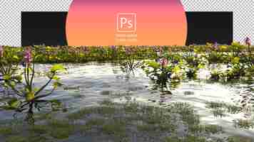 PSD common water hyacinth and various floating plants in the pond