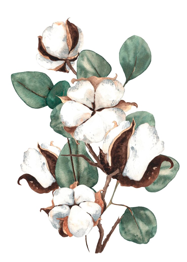 PSD composition of cotton and eucalyptus hand drawn watercolor design for print