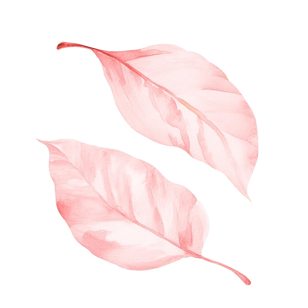 Composition of two pink watercolor tree leaves isolated on a white background