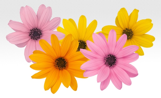 PSD composition with colored flower for spring or background