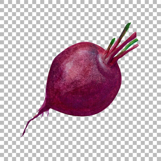 Concept illustration of beet fruits hand draw water colour style fit for your element project
