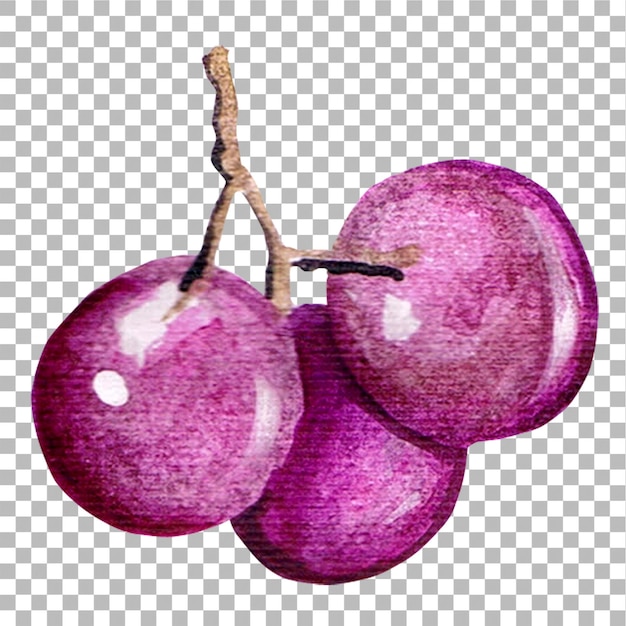 Concept illustration of grape hand draw water colour style fit for your element project