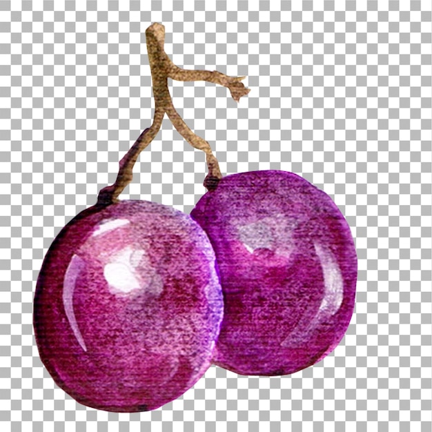 Concept illustration of grape hand draw water colour style fit for your element project