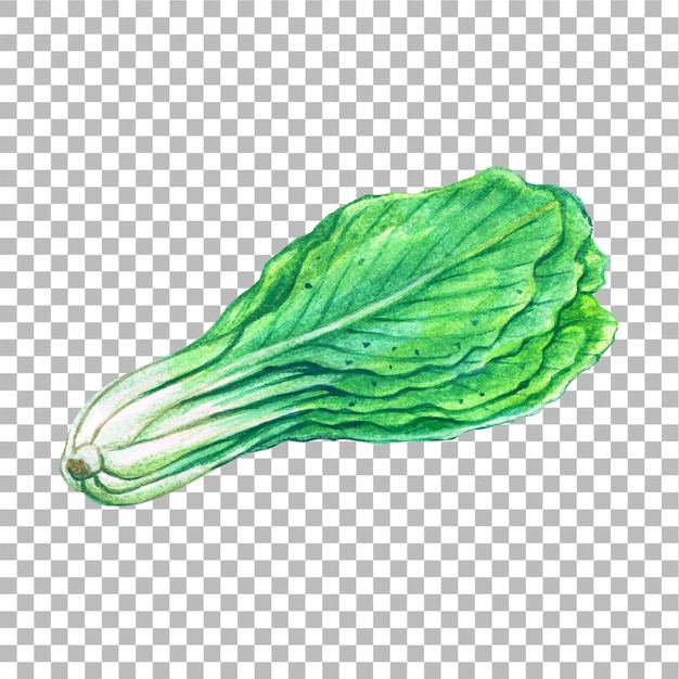 Concept illustration of mustard hand draw water colour style fit for your element project