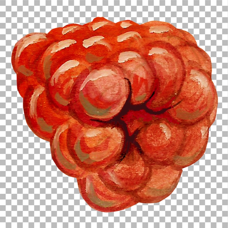 PSD concept illustration of raspberries hand draw water colour style fit for your element project