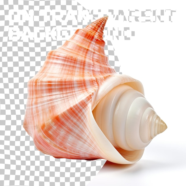 PSD conch schelp geïsoleerd op een transparante achtergrond