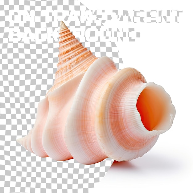 PSD conch shell isolated on a transparent background