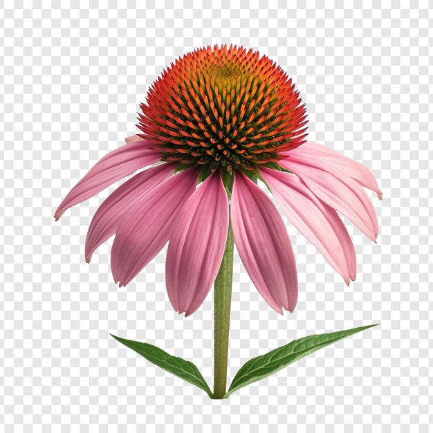 Png del fiore di echinacea isolato su sfondo trasparente