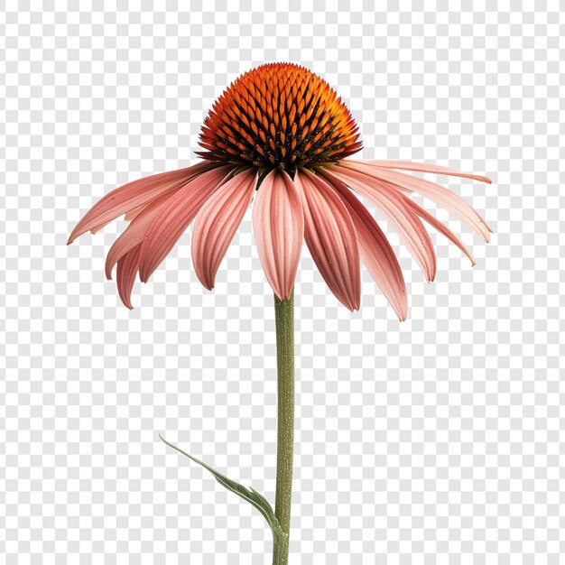 PSD echinacea isolata su sfondo trasparente