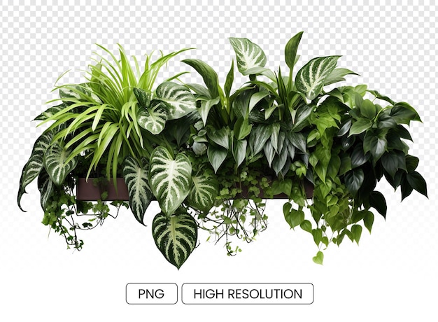 Container of plants with large leaf on transparent background for versatile design use