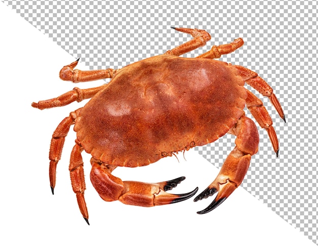 PSD cooked crab isolated on white background top view