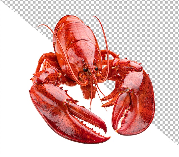 PSD cooked lobster isolated on white background