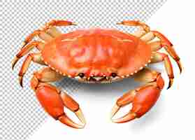 PSD cooked red dungeness crab