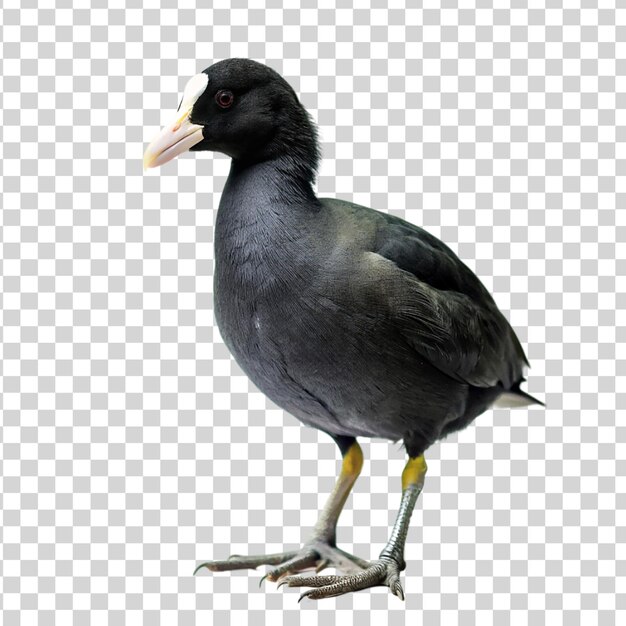 PSD coot isolated on transparent background