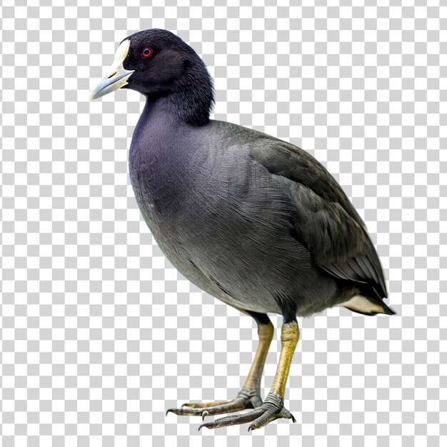 PSD coot isolated on transparent background