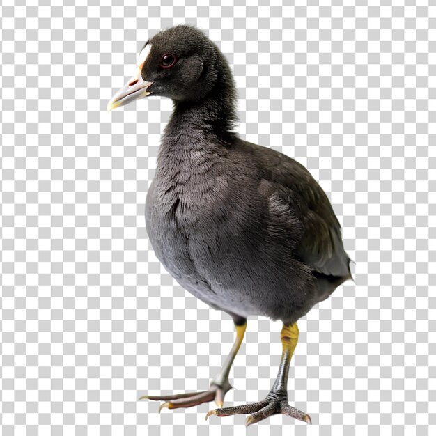 PSD coot isolated on transparent background