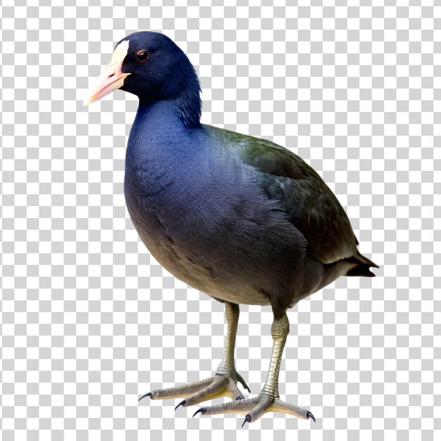 PSD coot isolated on transparent background