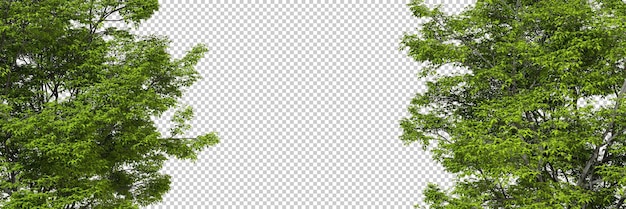 Copy space with nature green trees transparent isolated backgrounds 3d rendering