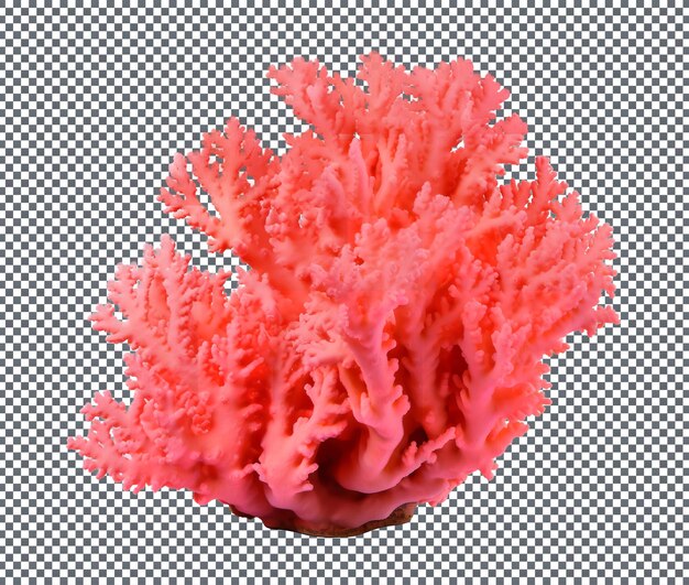 Coral isolated on transparent background