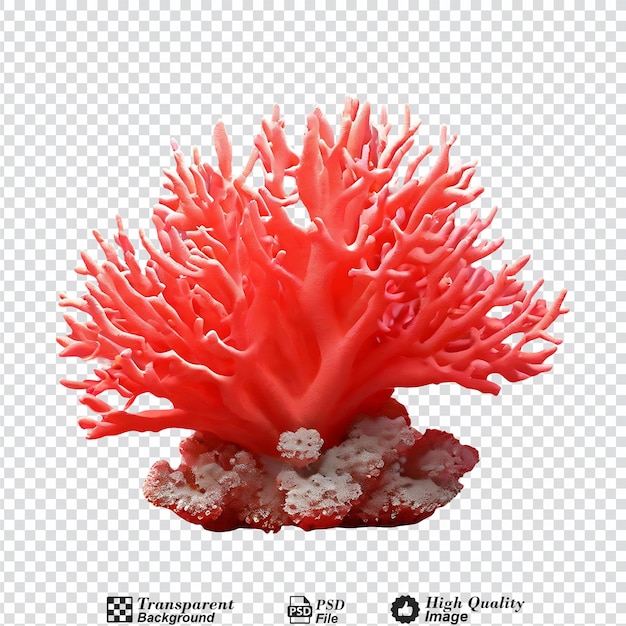 PSD corallo isolato su uno sfondo trasparente