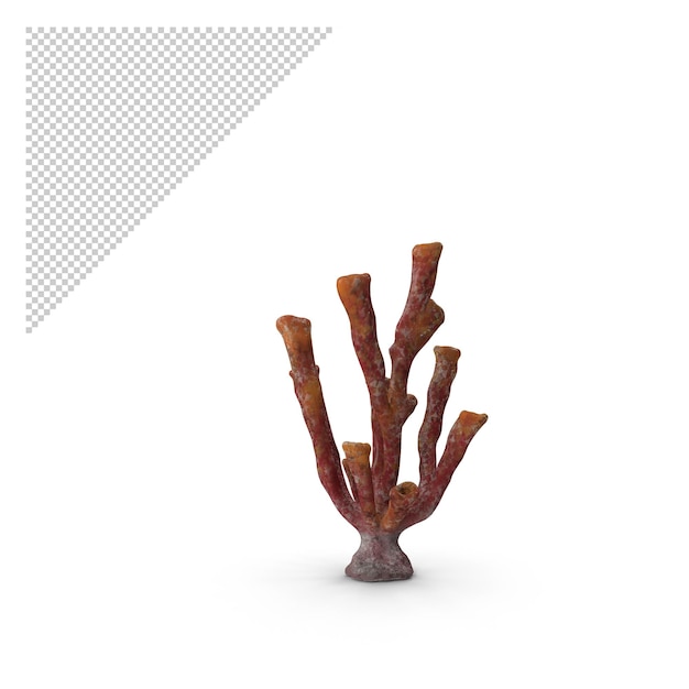 PSD coral tube png