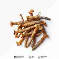 PSD cordyceps militaris mushroom cordyceps fresh fungi for human health cordyceps treatment with adenosine cordycepin using white isolated background